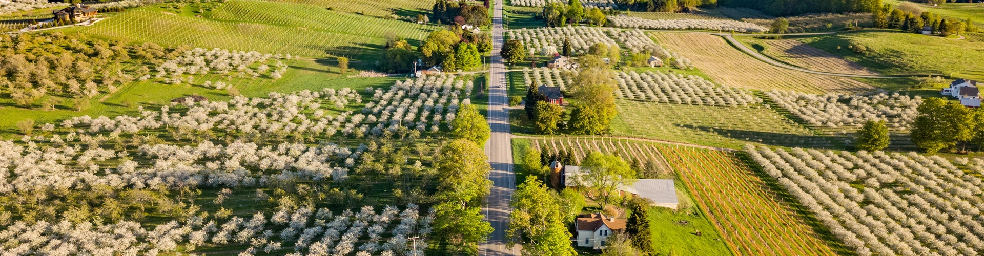 Aerial view of a rural landscape with blooming orchards, green fields, scattered houses, and a straight road running through the center, with a large body of water visible in the distance under a clear blue sky.