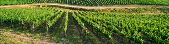 Rows of grapevines stretch across a sloping vineyard under a clear sky, with a dirt path running horizontally through the middle of the green landscape.