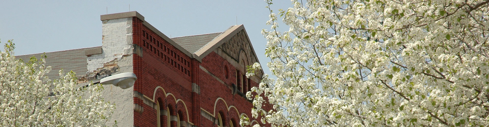 A red brick building with arched windows is partially obscured by blooming white trees under a clear blue sky.