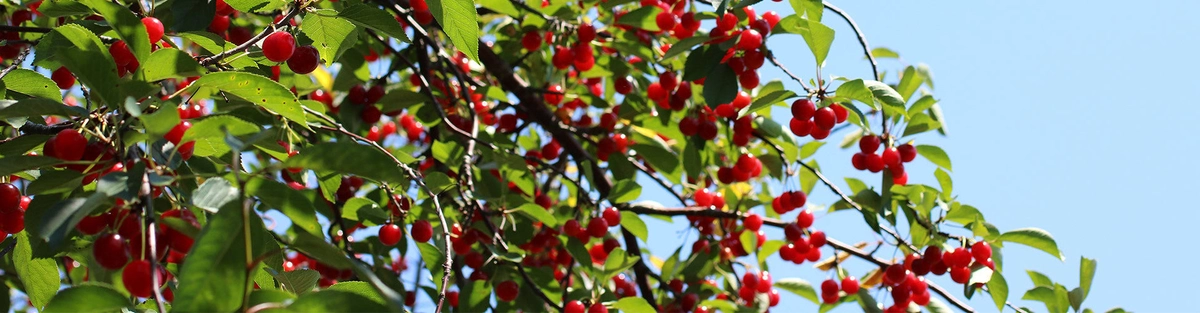 Bright red cherries hang from tree branches with lush green leaves against a clear blue sky.
