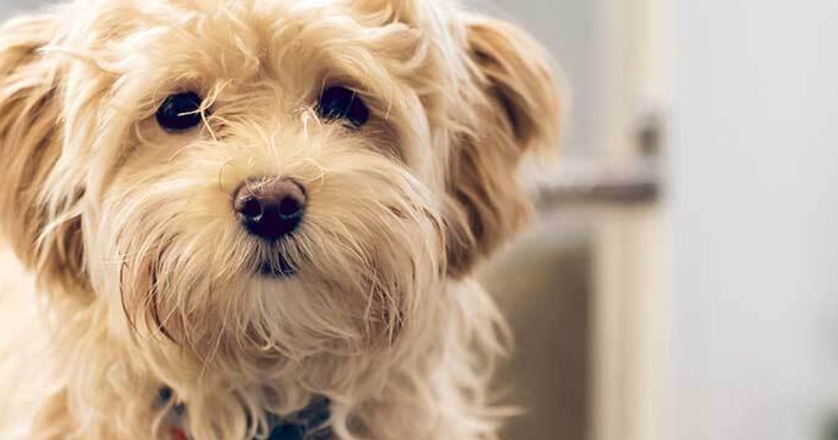 A cute dog in hotel looking serious